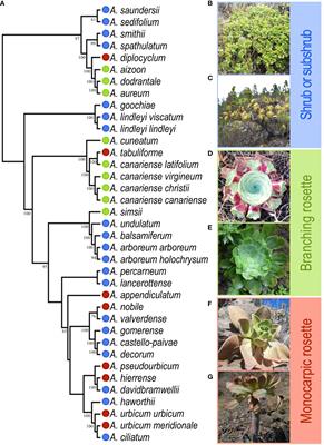 Plant growth forms dictate adaptations to the local climate